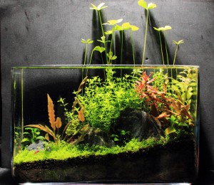 malenkij-akvarium_3